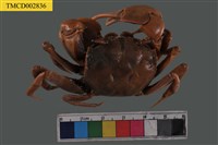 藏品(臺灣厚蟹)的圖片